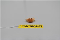 藏品(衛氏毛帶蟹)的圖片